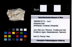 Foto (Objekt + Etikett) von Decapoda indet.  (NHMW-GEO-1990-0041-2715)